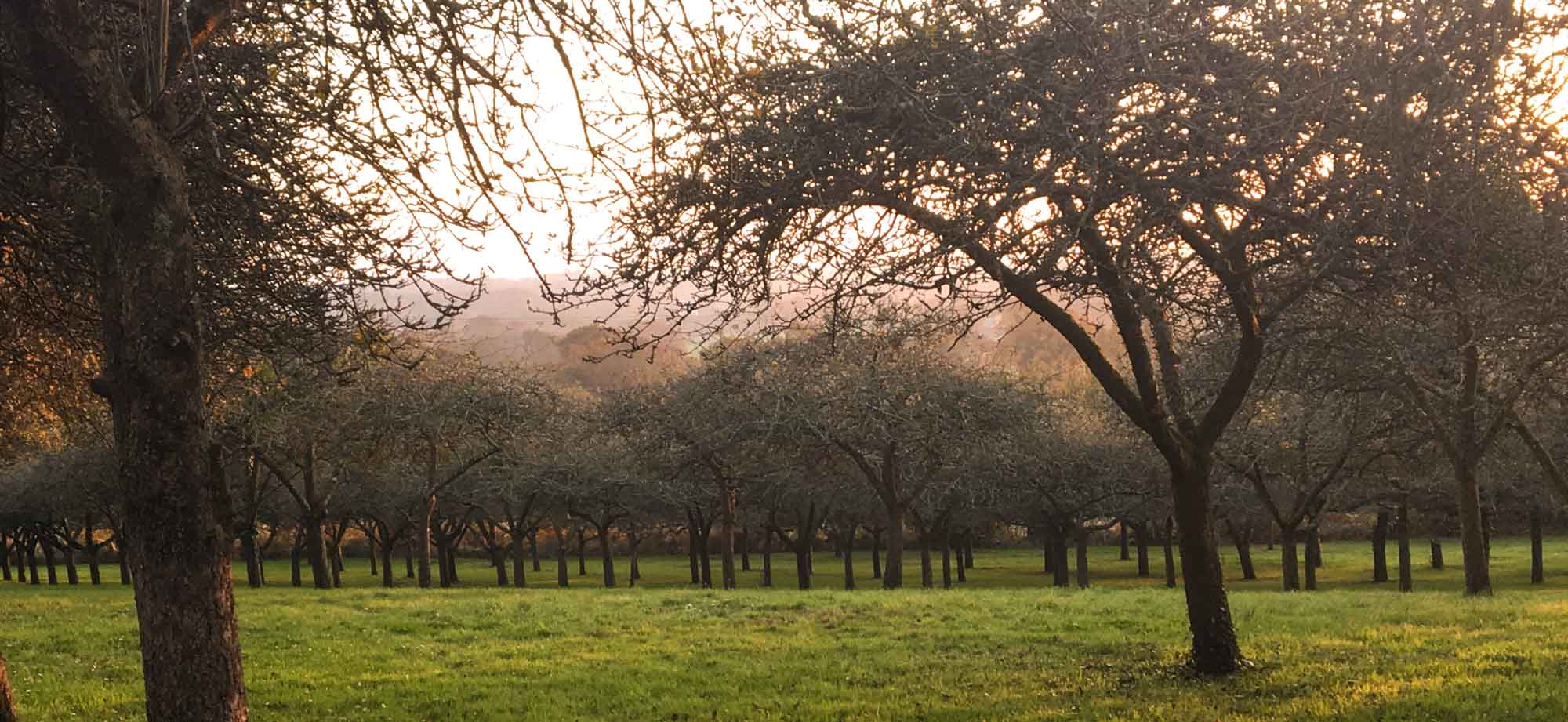 Global Cider Regions