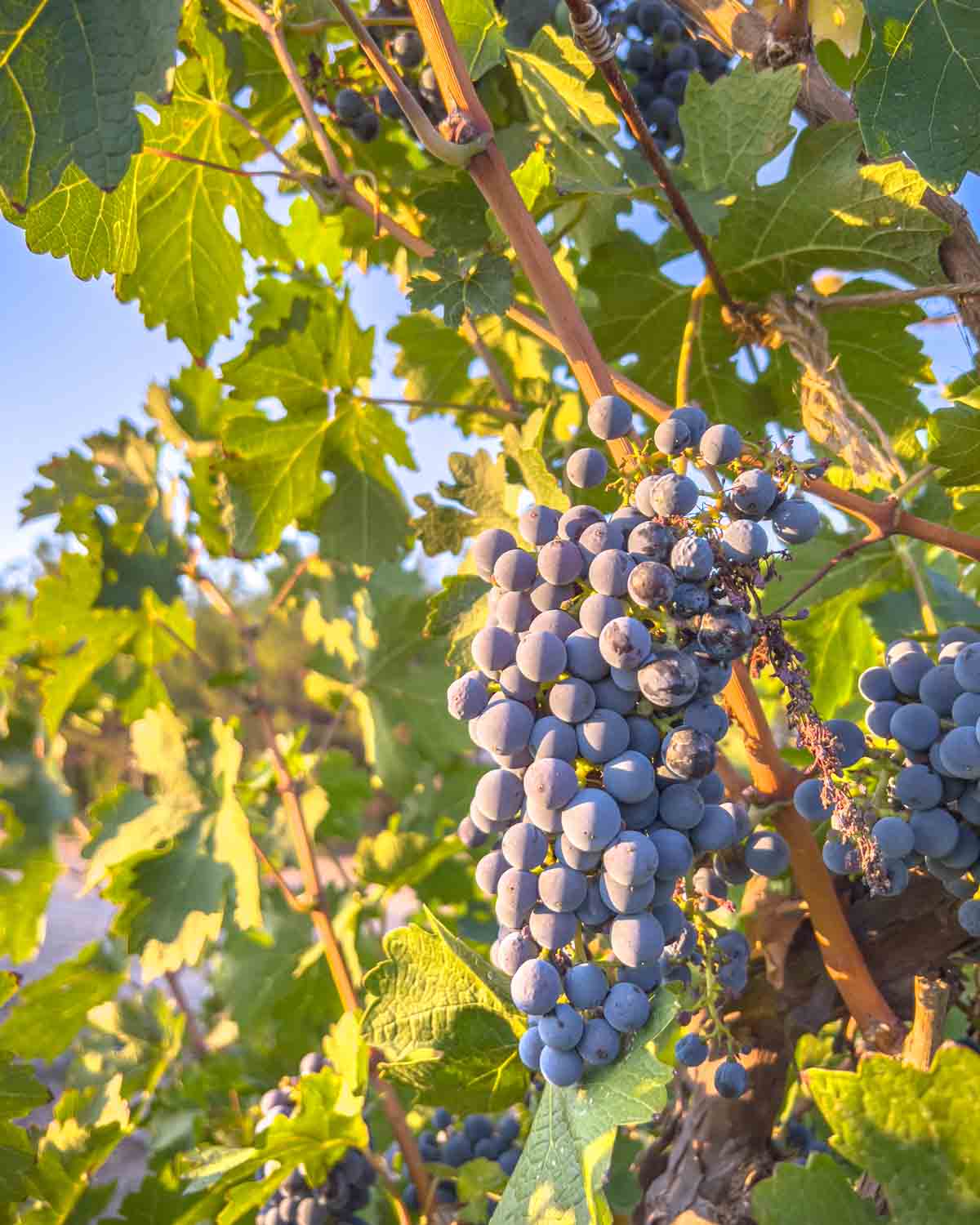 Ningxia Wineries China Wine Tasting Grape Vine