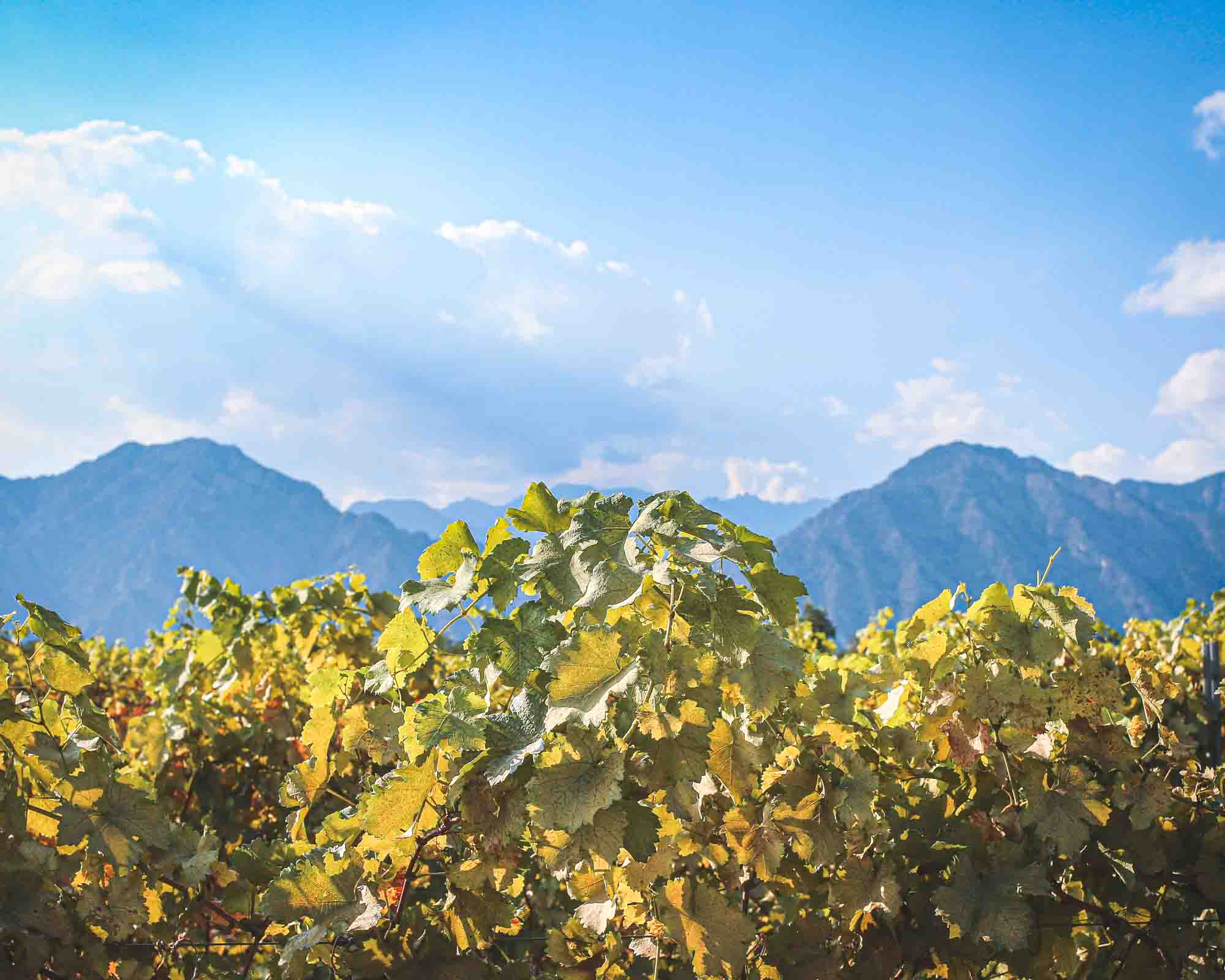 Ningxia Wineries China Wine Tasting